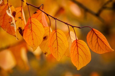 Renkli sonbahar yapraklı fotoğraf. Sihirli sonbahar arkaplanı.