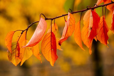 Renkli sonbahar yapraklı fotoğraf. Sihirli sonbahar arkaplanı.