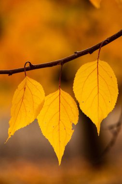 Renkli sonbahar yapraklı fotoğraf. Sihirli sonbahar arkaplanı.