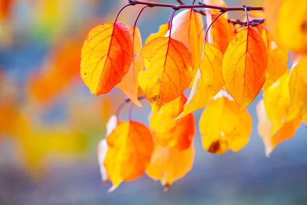 Renkli sonbahar yapraklı fotoğraf. Sihirli sonbahar arkaplanı.