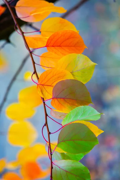 Renkli sonbahar yapraklı fotoğraf. Sihirli sonbahar arkaplanı.