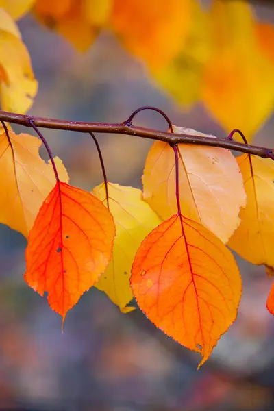 Renkli sonbahar yapraklı fotoğraf. Sihirli sonbahar arkaplanı.