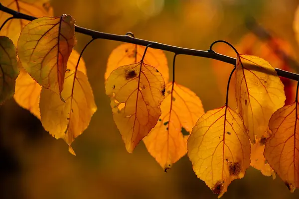 Renkli sonbahar yapraklı fotoğraf. Sihirli sonbahar arkaplanı.