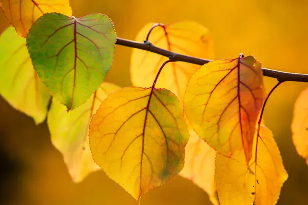 Renkli sonbahar yapraklı fotoğraf. Sihirli sonbahar arkaplanı.
