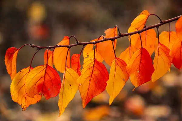 Renkli sonbahar yapraklı fotoğraf. Sihirli sonbahar arkaplanı.