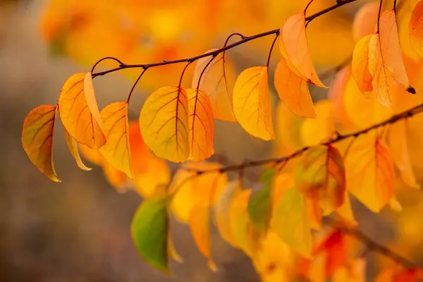 Renkli sonbahar yapraklı fotoğraf. Sihirli sonbahar arkaplanı.