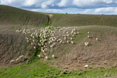 Virajlı yolu ve selvası olan ünlü Toskana manzarası, İtalya, Avrupa. Kırsal çiftlik, selvi ağaçları, yeşil alan, güneş ışığı ve bulut. 