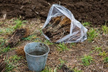 Orman dikmek için hazırlanmış küçük ağaç fidanları..