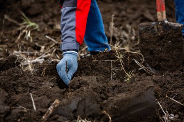 Orman dikmek için hazırlanmış küçük ağaç fidanları..