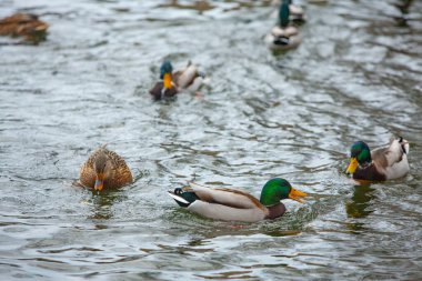 Şehir parkında göl ve ağaçlarla kaplı kış manzarası
