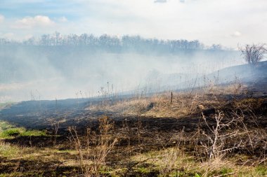 Yangından sonra tarlada kuru ot yakmak. Doğal afet. Orman yangını..