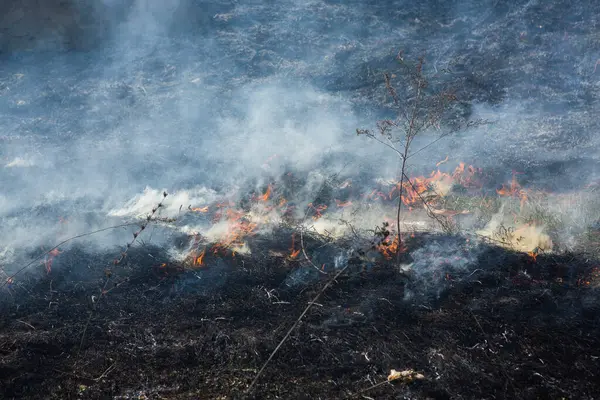 Burning dry grass in the field after the fire. Natural disaster. Forest fire.