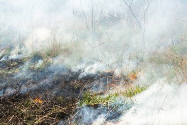 Yangından sonra tarlada kuru ot yakmak. Doğal afet. Orman yangını..