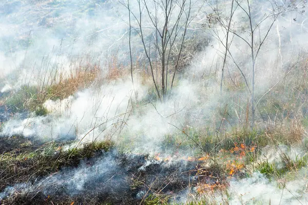 Burning dry grass in the field after the fire. Natural disaster. Forest fire.