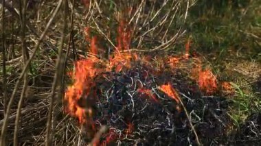 Yangından sonra tarlada kuru ot yakmak. Doğal afet. Orman yangını..