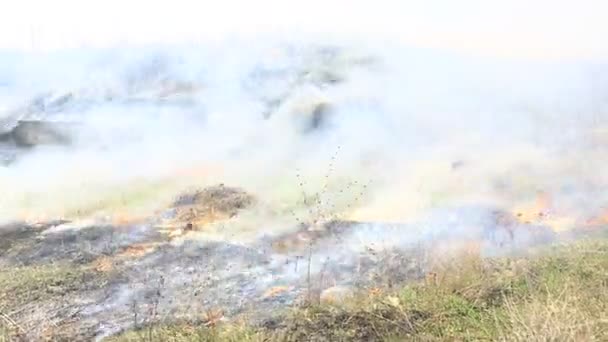 Quemando Hierba Seca Campo Después Del Fuego Desastre Natural Incendio — Vídeo de stock