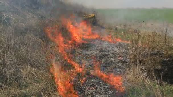 Quemando Hierba Seca Campo Después Del Fuego Desastre Natural Incendio — Vídeo de stock