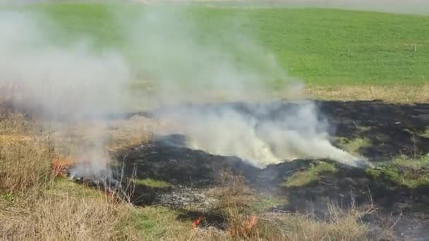 Palenie Suchej Trawy Polu Pożarze Katastrofa Naturalna Pożar Lasu Klip Wideo
