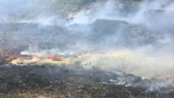 Palenie Suchej Trawy Polu Pożarze Katastrofa Naturalna Pożar Lasu Filmiki Stockowe bez tantiem