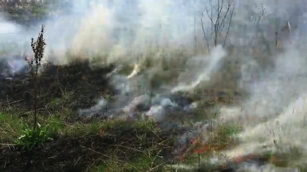 Palenie Suchej Trawy Polu Pożarze Katastrofa Naturalna Pożar Lasu Wideo Stockowe