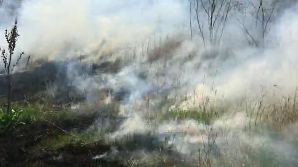 Palenie Suchej Trawy Polu Pożarze Katastrofa Naturalna Pożar Lasu Wideo Stockowe bez tantiem