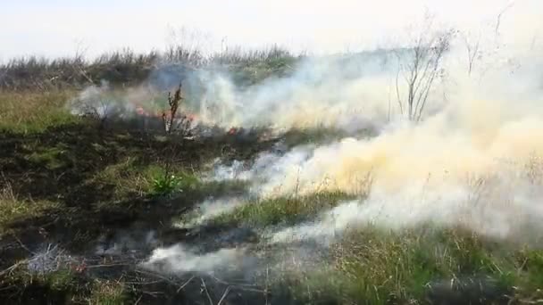 Palenie Suchej Trawy Polu Pożarze Katastrofa Naturalna Pożar Lasu Wideo Stockowe bez tantiem