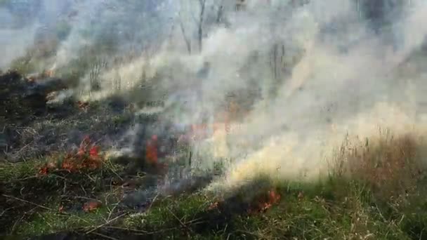 Palenie Suchej Trawy Polu Pożarze Katastrofa Naturalna Pożar Lasu Klip Wideo