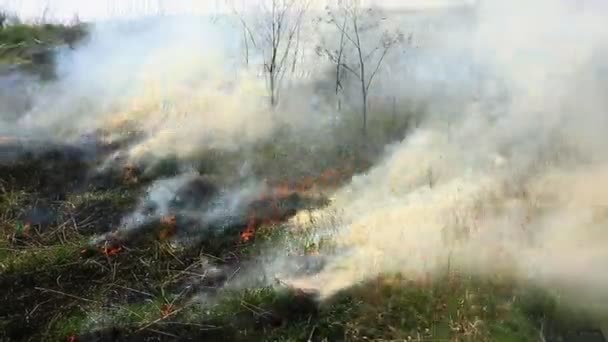 Palenie Suchej Trawy Polu Pożarze Katastrofa Naturalna Pożar Lasu Wideo Stockowe