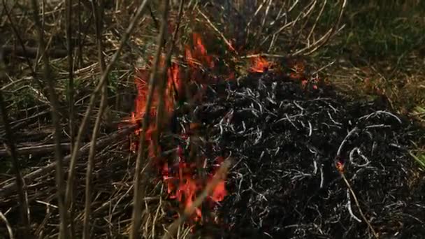 Arderea Ierbii Uscate Câmp După Incendiu Dezastru Natural Focul Din — Videoclip de stoc