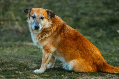 Parktaki yeşil çimlerin üzerinde oturan kırmızı köpek kameraya bakıyor.