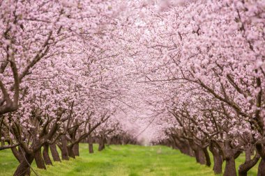 Çiçekli badem bahçesi. Avrupa 'da ilkbaharda açan pembe çiçekli güzel ağaçlar. Badem çiçeği.