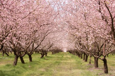 Çiçekli badem bahçesi. Avrupa 'da ilkbaharda açan pembe çiçekli güzel ağaçlar. Badem çiçeği.