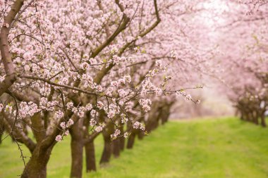 Çiçekli badem bahçesi. Avrupa 'da ilkbaharda açan pembe çiçekli güzel ağaçlar. Badem çiçeği..
