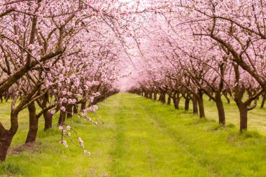Çiçekli badem bahçesi. Avrupa 'da ilkbaharda açan pembe çiçekli güzel ağaçlar. Badem çiçeği..