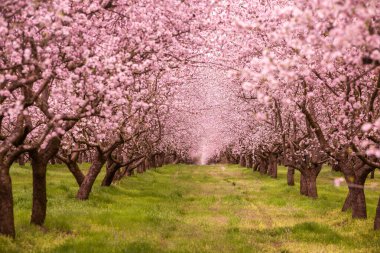 Çiçekli badem bahçesi. Avrupa 'da ilkbaharda açan pembe çiçekli güzel ağaçlar. Badem çiçeği..
