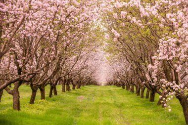 Çiçekli badem bahçesi. Avrupa 'da ilkbaharda açan pembe çiçekli güzel ağaçlar. Badem çiçeği..