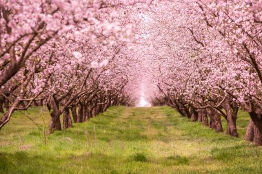 Çiçekli badem bahçesi. Avrupa 'da ilkbaharda açan pembe çiçekli güzel ağaçlar. Badem çiçeği..
