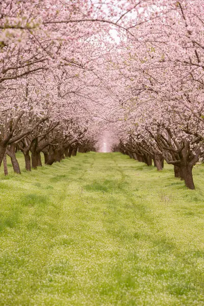 Çiçekli badem bahçesi. Avrupa 'da ilkbaharda açan pembe çiçekli güzel ağaçlar. Badem çiçeği..