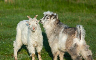 Küçük keçili anne keçi kırsalda yeşil ot yiyor. Ülkedeki evcil hayvanlar