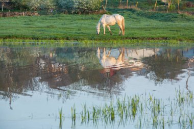 Moldova Cumhuriyeti 'nin güzel doğası olan köyün manzarası. Köy hayatı. Moldova, Doğu Avrupa 'da büyük bir kalbe sahip küçük bir ülke.