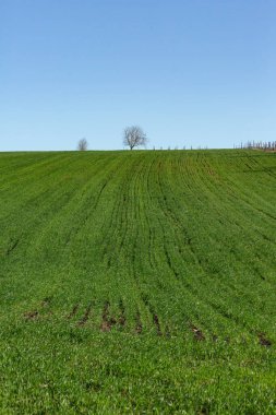 Moldova Cumhuriyeti 'nin güzel doğası olan köyün manzarası. Köy hayatı. Moldova, Doğu Avrupa 'da büyük bir kalbe sahip küçük bir ülke.