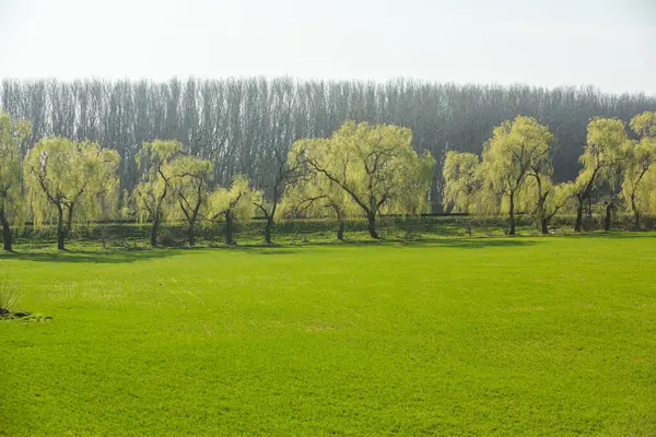 Moldova Cumhuriyeti 'nin güzel doğası olan köyün manzarası. Köy hayatı. Moldova, Doğu Avrupa 'da büyük bir kalbe sahip küçük bir ülke.