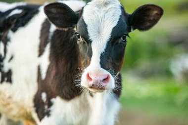 Genç ve meraklı bir inek yeşil bir ovada otluyor.