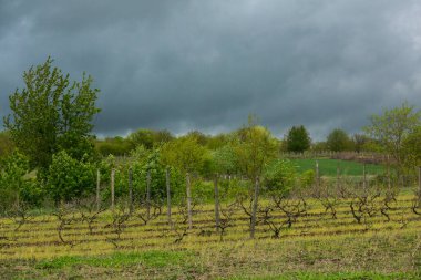 Moldova Cumhuriyeti 'nin güzel doğası olan köyün manzarası. Doğu Avrupa 'da kır hayatı.