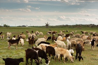 Moldova Cumhuriyeti 'nin güzel doğası olan köyün manzarası. Doğu Avrupa 'da kır hayatı.