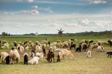 Moldova Cumhuriyeti 'nin güzel doğası olan köyün manzarası. Doğu Avrupa 'da kır hayatı.