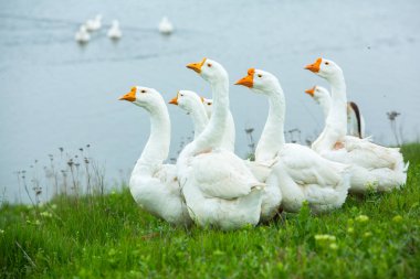 Yazın göl kenarındaki yeşil çayırdaki beyaz kazlar..
