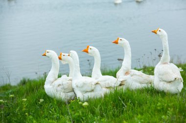 Yazın göl kenarındaki yeşil çayırdaki beyaz kazlar..