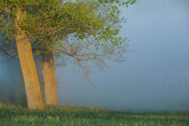 Moldova Cumhuriyeti 'nde sisli ve yeşil doğalı çok güzel bir manzara. Doğu Avrupa 'da kırsal doğa