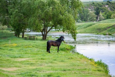 Yeşil ağaçlarla güzel bir yaz manzarası Moldova Cumhuriyeti 'nin nehir kıyısında yeşil çayırlar..